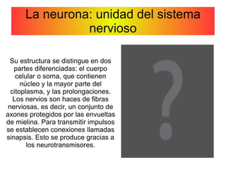 Cerebro: almacena y procesa la información. 