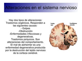 Cerebelo: coordina movimientos y nos permite mantener el equilibrio 