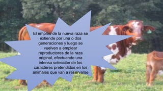 El empleo de la nueva raza se 
extiende por una o dos 
generaciones y luego se 
vuelven a emplear 
reproductores de la raza 
original, efectuando una 
intensa selección de los 
caracteres pretendidos en los 
animales que van a reservarse 
 