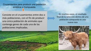 Cruzamientos para producir una población 
sintética o Compuesta. 
Consiste en el cruzamientos entre dos o 
más poblaciones, con el fin de producir 
una única población de animales que 
contenga genes de cada una de las 
poblaciones implicadas. 
En muchos casos, el resultado 
final de la selección dentro de una 
población compuesta es una 
nueva raza 
 