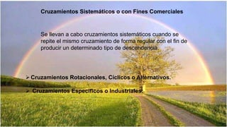 Cruzamientos Sistemáticos o con Fines Comerciales 
Se llevan a cabo cruzamientos sistemáticos cuando se 
repite el mismo cruzamiento de forma regular con el fin de 
producir un determinado tipo de descendencia. 
 Cruzamientos Rotacionales, Cíclicos o Alternativos. 
 Cruzamientos Específicos o Industriales: 
 