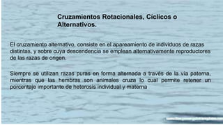 Cruzamientos Rotacionales, Cíclicos o 
Alternativos. 
El cruzamiento alternativo, consiste en el apareamiento de individuos de razas 
distintas, y sobre cuya descendencia se emplean alternativamente reproductores 
de las razas de origen. 
Siempre se utilizan razas puras en forma alternada a través de la vía paterna, 
mientras que las hembras son animales cruza lo cual permite retener un 
porcentaje importante de heterosis individual y materna 
 