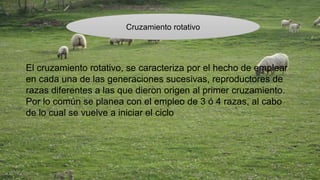 Cruzamiento rotativo 
El cruzamiento rotativo, se caracteriza por el hecho de emplear 
en cada una de las generaciones sucesivas, reproductores de 
razas diferentes a las que dieron origen al primer cruzamiento. 
Por lo común se planea con el empleo de 3 ó 4 razas, al cabo 
de lo cual se vuelve a iniciar el ciclo 
 