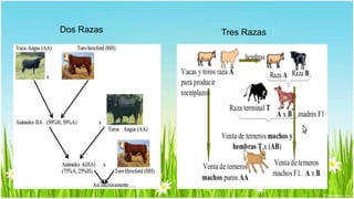 Dos Razas Tres Razas 
 