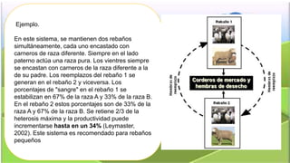 Ejemplo. 
En este sistema, se mantienen dos rebaños 
simultáneamente, cada uno encastado con 
carneros de raza diferente. Siempre en el lado 
paterno actúa una raza pura. Los vientres siempre 
se encastan con carneros de la raza diferente a la 
de su padre. Los reemplazos del rebaño 1 se 
generan en el rebaño 2 y viceversa. Los 
porcentajes de "sangre" en el rebaño 1 se 
estabilizan en 67% de la raza A y 33% de la raza B. 
En el rebaño 2 estos porcentajes son de 33% de la 
raza A y 67% de la raza B. Se retiene 2/3 de la 
heterosis máxima y la productividad puede 
incrementarse hasta en un 34% (Leymaster, 
2002). Este sistema es recomendado para rebaños 
pequeños 
 