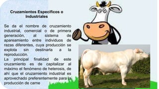 Cruzamientos Específicos o 
Industriales 
Se da el nombre de cruzamiento 
industrial, comercial o de primera 
generación, al sistema de 
apareamiento entre individuos de 
razas diferentes, cuya producción se 
explota sin destinarla a la 
reproducción. 
La principal finalidad de este 
cruzamiento es de capitalizar al 
máximo el fenómeno de heterosis, de 
ahí que el cruzamiento industrial es 
aprovechado preferentemente para la 
producción de carne 
 