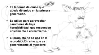  Es la forma de cruce que 
queda detenido en la primera 
generación. 
 Se utiliza para aprovechar 
caracteres de baja 
heredabilidad que responden 
únicamente a cruzamiento. 
 El producto no se usa en la 
reproducción sino que va 
generalmente al matadero 
 