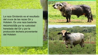 La raza Girolando es el resultado 
del cruce de las razas Gir y 
Holstein. Es una raza bastante 
reconocida por la rusticidad 
heredada del Gir y por la 
producción lechera proveniente 
del Holstein 
 