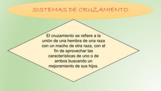 SISTEMAS DE CRUZAMIENTO 
El cruzamiento se refiere a la 
unión de una hembra de una raza 
con un macho de otra raza, con el 
fin de aprovechar las 
características de uno o de 
ambos buscando un 
mejoramiento de sus hijos. 
 
