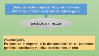 Genéticamente el apareamiento de individuos 
diferentes produce un estado de heterocigosis 
producto un mestizo 
Heterocigosis. 
Es decir se incorporan a la descendencia en su patrimonio 
genético, cualidades y aptitudes existentes en otra 
 