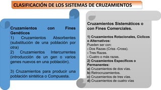 CLASIFICACIÓN DE LOS SISTEMAS DE CRUZAMIENTOS 
Cruzamientos con Fines 
Genéticos 
1) Cruzamientos Absorbentes 
(substitución de una población por 
otra) 
2) Cruzamientos Intercurrentes 
(introducción de un gen o varios 
genes nuevos en una población). 
3) Cruzamientos para producir una 
población sintética o Compuesta. 
Cruzamientos Sistemáticos o 
con Fines Comerciales. 
1) Cruzamientos Rotacionales, Cíclicos 
o Alternativos: 
Pueden ser con: 
- Dos Razas (Criss -Cross). 
- Tres Razas. 
- Cuatro o más razas. 
2) Cruzamientos Específicos o 
Permanentes: 
a) Cruzamientos de dos vías. 
b) Retrocruzamientos. 
c) Cruzamientos de tres vías. 
d) Cruzamientos de cuatro vías 
 