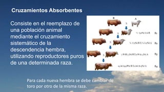 Cruzamientos Absorbentes. 
Consiste en el reemplazo de 
una población animal 
mediante el cruzamiento 
sistemático de la 
descendencia hembra, 
utilizando reproductores puros 
de una determinada raza. 
Los dos medios que posee el ganadero para efectuar un 
mejoramiento genético de sus rodeos son la selección y los 
cruzamientos 
Para cada nueva hembra se debe cambiar de 
toro por otro de la misma raza. 
 