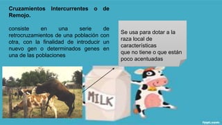 Cruzamientos Intercurrentes o de 
Remojo. 
consiste en una serie de 
retrocruzamientos de una población con 
otra, con la finalidad de introducir un 
nuevo gen o determinados genes en 
una de las poblaciones 
Se usa para dotar a la 
raza local de 
características 
que no tiene o que están 
poco acentuadas 
 