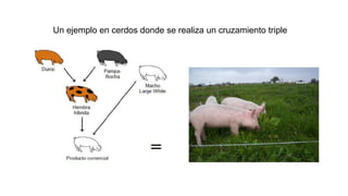 Un ejemplo en cerdos donde se realiza un cruzamiento triple 
 
