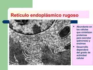 Retículo endoplásmico rugoso

                            Abundante en
                             las células
                             que sintetizan
                             proteínas
                             para secretar
                             (páncreas) y
                             enzimas
                            Desarrollo
                             dependerá
                             del grado de
                             actividad
                             celular
 