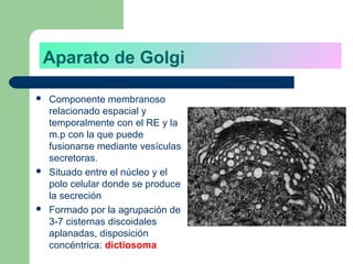 Aparato de Golgi

   Componente membranoso
    relacionado espacial y
    temporalmente con el RE y la
    m.p con la que puede
    fusionarse mediante vesículas
    secretoras.
   Situado entre el núcleo y el
    polo celular donde se produce
    la secreción
   Formado por la agrupación de
    3-7 cisternas discoidales
    aplanadas, disposición
    concéntrica: dictiosoma
 