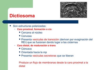 Dictiosoma
   Son estructuras polarizadas:
    –   Cara proximal, formación o cis:
          Cercana    al núcleo
          Convexa
          Presenta vesículas de transición (derivan por evaginación del
           REr) que se fusionan dando lugar a las cisternas
    –   Cara distal, de maduración o trans
          Cóncava
          Orientada hacia la mp
          Presenta vesículas secretoras que se liberan


         Produce un flujo de membranas desde la cara proximal a la
         distal
 
