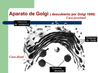Aparato de Golgi ( descubierto por Golgi 1898)
                              Cara proximal




Cara distal
 