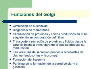 Funciones del Golgi

   Circulación de sustancias
   Biogénesis de membranas
   Glicosilación de proteínas y lípidos producidos en el RE
    adquiriendo su composición definitiva
   Transporte y secreción de proteínas y lípidos desde la
    cara cis hasta la trans; durante el cual se produce su
    maduración
   Las vesículas de secreción pueden ir recubiertas de
    clatrina (endosomas y lisosomas)
   Formación del lisosoma
   Participa en la formación de la pared celular y el
    glicocalix
 