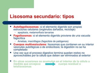 Lisosoma secundario: tipos
   Autofagolisosomas: si el elemento digerido son propias
    estructuras celulares (orgánulos dañados, reciclaje)
    –   apoptosis, metamorfosis larvarias
   Fagolisosmas: si el elemento digerido proviene de una vacuola
    fagocítica
    –   Amebas, macrófagos (fagocitois de patógenos)
   Cuerpos multivesiculares: lisosomas que contienen en su interior
    vesículas autofágicas o de endocitosis; la digestión no se ha
    completado
   Una vez que el proceso digestivo termina quedan restos no
    aprovechables por la célula que deben ser eliminados al exterior
   En otras ocasiones se acumulan en el interior de la célula a
    medida que envejece             cuerpo residual o
    telolisosomas
 