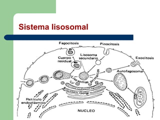 Sistema lisosomal
 