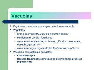 Vacuolas
   Orgánulos membranosos cuyo contenido es variable
   Vegetales:
     – gran desarrollo (90-30% del volumen celular)
     – contienen enzimas hidrolíticas
     – almacenan sustancias, proteínas, glúcidos, colorantes,
       desecho, gases, etc
     – almacenar agua regulando los fenómenos osmóticos
   Vacuolas contráctiles o pulsátiles:
    –   Contienen agua
    –   Regulan fenómenos osmóticos en determinados protistas
        (hipotónicos)
 