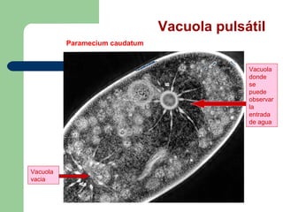 Vacuola pulsátil
          Paramecium caudatum


                                             Vacuola
                                             donde
                                             se
                                             puede
                                             observar
                                             la
                                             entrada
                                             de agua




Vacuola
vacia
 