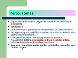Peroxisomas
   Orgánulos membranosos (vegetales superiores se denominan
    glioxisomas )
   Esferoidales
   Contenido matriz granular y un cuerpo denso en posición central
   Se originan a partir del RER y tras una vida media de 4-5 días son
    destruidos por autofagia
   Contienen 4 enzimas (oxidativas) relacionadas con el
    metabolismo del H2O2; uratooxidasa, D-aminoácidooxidasa,
    oxidasa del ácido α-hidroxílico y catalasa
   Junto con las mitocondrias son los principales orgánulos que
    utilizan oxígeno
 