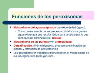 Funciones de los peroxisomas
   Metabolismo del agua oxigenada (peróxido de hidrógeno):
     – Como consecuencia de los procesos oxidativos se genera
        agua oxigenada que resulta tóxica para la célula por lo que
        tiene que ser eliminada           catalasa
   Metabolismo de las purinas               uratooxidasa
   Detoxificación: riñón e hígado se produce la eliminación del
    alcohol y formación de acetealdehido
   Los glioxisomas en vegetales intervienen en el metabolismo de
    los triacilglicéridos (ciclo glioxílico)
 