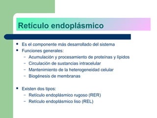 Retículo endoplásmico

   Es el componente más desarrollado del sistema
   Funciones generales:
     – Acumulación y procesamiento de proteínas y lípidos
     – Circulación de sustancias intracelular
     – Mantenimiento de la heterogeneidad celular
     – Biogénesis de membranas


   Existen dos tipos:
     – Retículo endoplásmico rugoso (RER)
     – Retículo endoplásmico liso (REL)
 
