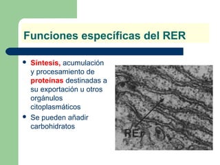 Funciones específicas del RER

   Síntesis, acumulación
    y procesamiento de
    proteínas destinadas a
    su exportación u otros
    orgánulos
    citoplasmáticos
   Se pueden añadir
    carbohidratos
 