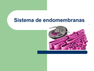 Sistema de endomembranas
 