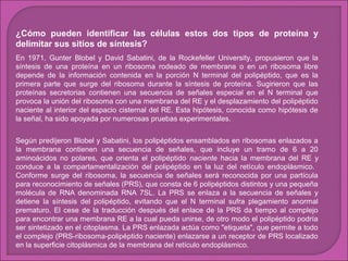 ¿Cómo pueden identificar las células estos dos tipos de proteína y
delimitar sus sitios de síntesis?
En 1971, Gunter Blobel y David Sabatini, de la Rockefeller University, propusieron que la
síntesis de una proteína en un ribosoma rodeado de membrana o en un ribosoma libre
depende de la información contenida en la porción N terminal del polipéptido, que es la
primera parte que surge del ribosoma durante la síntesis de proteína. Sugirieron que las
proteínas secretorias contienen una secuencia de señales especial en el N terminal que
provoca la unión del ribosoma con una membrana del RE y el desplazamiento del polipéptido
naciente al interior del espacio cisternal del RE. Esta hipótesis, conocida como hipótesis de
la señal, ha sido apoyada por numerosas pruebas experimentales.
Según predijeron Blobel y Sabatini, los polipéptidos ensamblados en ribosomas enlazados a
la membrana contienen una secuencia de señales, que incluye un tramo de 6 a 20
aminoácidos no polares, que orienta el polipéptido naciente hacia la membrana del RE y
conduce a la compartamentalización del polipéptido en la luz del retículo endoplásmico.
Conforme surge del ribosoma, la secuencia de señales será reconocida por una partícula
para reconocimiento de señales (PRS), que consta de 6 polipéptidos distintos y una pequeña
molécula de RNA denominada RNA 7SL. La PRS se enlaza a la secuencia de señales y
detiene la síntesis del polipéptido, evitando que el N terminal sufra plegamiento anormal
prematuro. El cese de la traducción después del enlace de la PRS da tiempo al complejo
para encontrar una membrana RE a la cual pueda unirse, de otro modo el polipéptido podría
ser sintetizado en el citoplasma. La PRS enlazada actúa como "etiqueta", que permite a todo
el complejo (PRS-ribosoma-polipéptido naciente) enlazarse a un receptor de PRS localizado
en la superficie citoplásmica de la membrana del retículo endoplásmico.

 