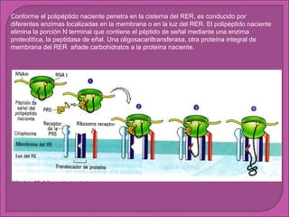 Conforme el polipéptido naciente penetra en la cisterna del RER, es conducido por
diferentes enzimas localizadas en la membrana o en la luz del RER. El polipéptido naciente
elimina la porción N terminal que contiene el péptido de señal mediante una enzima
proteolítíca, la peptidasa de eñal. Una oligosacariltransferasa, otra proteína integral de
membrana del RER añade carbohidratos a la proteína naciente.

 
