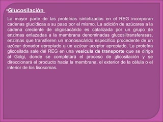 •Glucosilación
La mayor parte de las proteínas sintetizadas en el REG incorporan
cadenas glucídicas a su paso por el mismo. La adición de azúcares a la
cadena creciente de oligosacárido es catalizada por un grupo de
enzimas enlazadas a la membrana denominadas glucosiltransferasas,
enzimas que transfieren un monosacárido específico procedente de un
azúcar donador apropiado a un azúcar aceptor apropiado. La proteína
glicosilada sale del REG en una vesícula de transporte que se dirige
al Golgi, donde se completará el proceso de glicosilación y se
direccionará el producto hacia la membrana, el exterior de la célula o el
interior de los lisosomas.

 