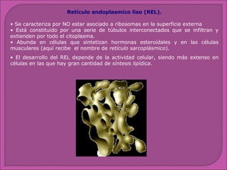 Retículo endoplasmico liso (REL).
• Se caracteriza por NO estar asociado a ribosomas en la superficie externa
• Está constituido por una serie de túbulos interconectados que se infiltran y
extienden por todo el citoplasma.
• Abunda en células que sintetizan hormonas esteroídales y en las células
musculares (aquí recibe el nombre de retículo sarcoplásmico).
• El desarrollo del REL depende de la actividad celular, siendo más extenso en
células en las que hay gran cantidad de síntesis lipídica.

 