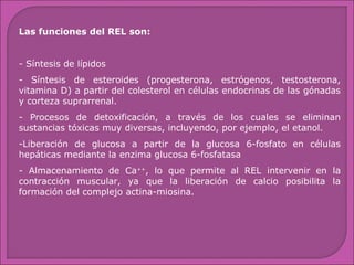 Las funciones del REL son:
- Síntesis de lípidos
- Síntesis de esteroides (progesterona, estrógenos, testosterona,
vitamina D) a partir del colesterol en células endocrinas de las gónadas
y corteza suprarrenal.
- Procesos de detoxificación, a través de los cuales se eliminan
sustancias tóxicas muy diversas, incluyendo, por ejemplo, el etanol.
-Liberación de glucosa a partir de la glucosa 6-fosfato en células
hepáticas mediante la enzima glucosa 6-fosfatasa
- Almacenamiento de Ca++, lo que permite al REL intervenir en la
contracción muscular, ya que la liberación de calcio posibilita la
formación del complejo actina-miosina.

 