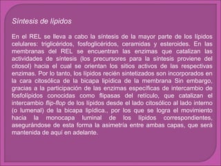 Síntesis de lípidos
En el REL se lleva a cabo la síntesis de la mayor parte de los lípidos
celulares: triglicéridos, fosfoglicéridos, ceramidas y esteroides. En las
membranas del REL se encuentran las enzimas que catalizan las
actividades de síntesis (los precursores para la síntesis proviene del
citosol) hacia el cual se orientan los sitios activos de las respectivas
enzimas. Por lo tanto, los lípidos recién sintetizados son incorporados en
la cara citosólica de la bicapa lipídica de la membrana Sin embargo,
gracias a la participación de las enzimas específicas de intercambio de
fosfolípidos conocidas como flipasas del retículo, que catalizan el
intercambio flip-flop de los lípidos desde el lado citosólico al lado interno
(o lumenal) de la bicapa lipídica., por los que se logra el movimiento
hacia la monocapa luminal de los lípidos correspondientes,
asegurándose de esta forma la asimetría entre ambas capas, que será
mantenida de aquí en adelante.

 