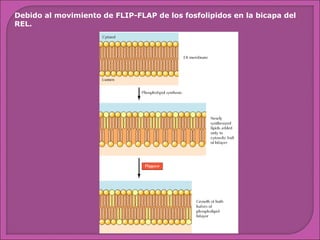 Debido al movimiento de FLIP-FLAP de los fosfolipidos en la bicapa del
REL.

 
