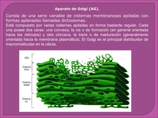 Aparato de Golgi (AG).

Consta de una serie variable de cisternas membranosas apiladas con
formas aplanadas llamadas dictiosomas.
Está compuesto por varias cisternas apiladas en forma bastante regular. Cada
una posee dos caras: una convexa, la cis o de formación (en general orientada
hacia los retículos) y otra cóncava, la trans o de maduración (generalmente
orientada hacia la membrana plasmática). El Golgi es el principal distribuidor de
macromoléculas en la célula.

 