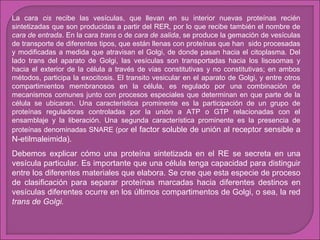 La cara cis recibe las vesículas, que llevan en su interior nuevas proteínas recién
sintetizadas que son producidas a partir del RER, por lo que recibe también el nombre de
cara de entrada. En la cara trans o de cara de salida, se produce la gemación de vesículas
de transporte de diferentes tipos, que están llenas con proteínas que han sido procesadas
y modificadas a medida que atravisan el Golgi, de donde pasan hacia el citoplasma. Del
lado trans del aparato de Golgi, las vesículas son transportadas hacia los lisosomas y
hacia el exterior de la célula a través de vías constitutivas y no constitutivas; en ambos
métodos, participa la exocitosis. El transito vesicular en el aparato de Golgi, y entre otros
compartimientos membranosos en la célula, es regulado por una combinación de
mecanismos comunes junto con procesos especiales que determinan en que parte de la
célula se ubicaran. Una característica prominente es la participación de un grupo de
proteínas reguladoras controladas por la unión a ATP o GTP relacionadas con el
ensamblaje y la liberación. Una segunda característica prominente es la presencia de
proteínas denominadas SNARE (por el factor soluble de unión al receptor sensible a

N-etilmaleimida).
Debemos explicar cómo una proteína sintetizada en el RE se secreta en una
vesícula particular. Es importante que una célula tenga capacidad para distinguir
entre los diferentes materiales que elabora. Se cree que esta especie de proceso
de clasificación para separar proteínas marcadas hacia diferentes destinos en
vesículas diferentes ocurre en los últimos compartimentos de Golgi, o sea, la red
trans de Golgi.

 
