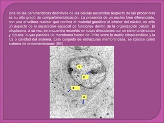Una de las características distintivas de las células eucariotas respecto de las procariotas
es su alto grado de compartimentalización. La presencia de un núcleo bien diferenciado,
con una envoltura nuclear que confina el material genético al interior del núcleo, es sólo
un aspecto de la separación espacial de funciones dentro de la organización celular. El
citoplasma, a su vez, se encuentra recorrido en todas direcciones por un sistema de sacos
y túbulos, cuyas paredes de membrana hacen de límite entre la matriz citoplasmática y la
luz o cavidad del sistema. Este conjunto de estructuras membranosas, se conoce como
sistema de endomembranas (SE)

 