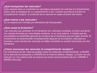 ¿Qué transportan las vesículas?
Cada vesícula tiene un contenido (su naturaleza dependerá de cuál sea el compartimento
dador); éste se desplaza de un compartimento a otro. Cuando se produce la fusión al
compartimento receptor, el contenido de la vesícula se vuelca al lumen del mismo.

¿Qué mueve a las vesículas?
En su trayecto son movidas por elementos del citoesqueleto.

¿Qué causa la brotación?
Las vesículas que participan en el transporte son vesículas revestidas, es decir que llevan
una cubierta formada por subunidades proteicas en su cara externa. A medida que las
subunidades se ensamblan generan la curvatura de la membrana que da origen al brote. El
revestimiento se desensambla inmediatamente después de la brotación; este paso es
necesario, pues mientras las vesículas se hallan revestidas no pueden fusionarse con otra
membrana.

¿Cómo reconocen las vesículas al compartimento receptor?
Las membranas de las cisternas poseen pares de moléculas complementarias: v-SNARE
(en la vesícula de transporte) y t-SNARE (en la cisterna destino o target). La fusión de una
vesícula con una cisterna sólo se produce por previo reconocimiento del par v-SNARE /tSNARE adecuado.

 