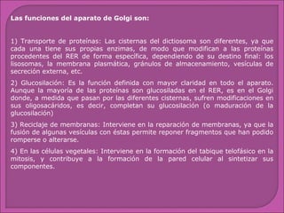 Las funciones del aparato de Golgi son:
1) Transporte de proteínas: Las cisternas del dictiosoma son diferentes, ya que
cada una tiene sus propias enzimas, de modo que modifican a las proteínas
procedentes del RER de forma específica, dependiendo de su destino final: los
lisosomas, la membrana plasmática, gránulos de almacenamiento, vesículas de
secreción externa, etc.
2) Glucosilación: Es la función definida con mayor claridad en todo el aparato.
Aunque la mayoría de las proteínas son glucosiladas en el RER, es en el Golgi
donde, a medida que pasan por las diferentes cisternas, sufren modificaciones en
sus oligosacáridos, es decir, completan su glucosilación (o maduración de la
glucosilación)
3) Reciclaje de membranas: Interviene en la reparación de membranas, ya que la
fusión de algunas vesículas con éstas permite reponer fragmentos que han podido
romperse o alterarse.
4) En las células vegetales: Interviene en la formación del tabique telofásico en la
mitosis, y contribuye a la formación de la pared celular al sintetizar sus
componentes.

 