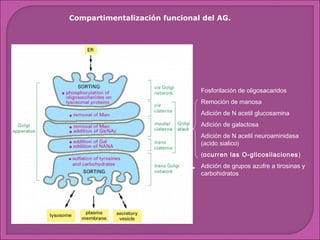 Compartimentalización funcional del AG.

Fosforilación de oligosacaridos
Remoción de manosa
Adición de N acetil glucosamina
Adición de galactosa
Adición de N acetil neuroaminidasa
(acido sialico)
(ocurren las O-glicosilaciones )
Adición de grupos azufre a tirosinas y
carbohidratos

 