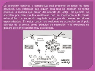 La secreción continua o constitutiva está presente en todos los tipos
celulares. Las vesículas que siguen esta ruta se exocitan en forma
continua, a medida que brotan del aparato de Golgi. Por ejemplo, se
secretan por esta vía las moléculas que se incorporan a la matriz
extracelular. La secreción regulada es propia de células secretoras
especializadas. En estos casos, las vesículas se acumulan en el polo
secretor de la célula, como gránulos de secreción, y la exocitosis se
dispara sólo ante señales muy específicas.

 