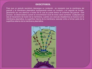 EXOCITOSIS.
Para que un granulo secretorio descargue su contenido es necesario que la membrana del
granulo y la membrana plasmática suprayacente entren en contacto y en seguida se fundan,
generando así una abertura a través de la cual se puede liberar el contenido del granulo. Este
proceso se desencadena cuando la concentración local de iones calcio aumenta. Cualquiera que
sea el mecanismo de fusión de la membrana, cuando una vesícula citoplásmica se fusiona con la
membrana plasmática, la superficie interna de la membrana vesicular entra a formar parte de la
superficie externa de la membrana plasmática.

 