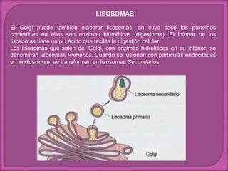 LISOSOMAS
El Golgi puede también elaborar lisosomas, en cuyo caso las proteínas
contenidas en ellos son enzimas hidrolíticas (digestoras). El interior de los
lisosomas tiene un pH ácido que facilita la digestión celular.
Los lisosomas que salen del Golgi, con enzimas hidrolíticas en su interior, se
denominan lisosomas Primarios. Cuando se fusionan con partículas endocitadas
en endosomas, se transforman en lisosomas Secundarios.

 