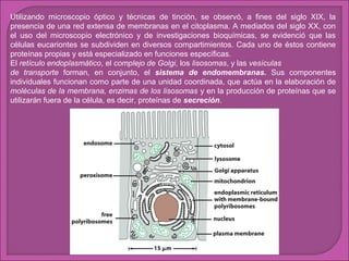 Utilizando microscopio óptico y técnicas de tinción, se observó, a fines del siglo XIX, la
presencia de una red extensa de membranas en el citoplasma. A mediados del siglo XX, con
el uso del microscopio electrónico y de investigaciones bioquímicas, se evidenció que las
células eucariontes se subdividen en diversos compartimientos. Cada uno de éstos contiene
proteínas propias y está especializado en funciones específicas.
El retículo endoplasmático, el complejo de Golgi, los lisosomas, y las vesículas
de transporte forman, en conjunto, el sistema de endomembranas. Sus componentes
individuales funcionan como parte de una unidad coordinada, que actúa en la elaboración de
moléculas de la membrana, enzimas de los lisosomas y en la producción de proteínas que se
utilizarán fuera de la célula, es decir, proteínas de secreción.

 