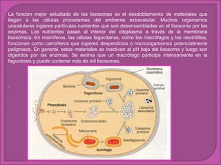 La función mejor estudiada de los lisosomas es el desdoblamiento de materiales que
llegan a las células procedentes del ambiente extracelular. Muchos organismos
unicelulares ingieren partículas nutrientes que son desensambladas en el lisosoma por las
enzimas. Los nutrientes pasan al interior del citoplasma a través de la membrana
lisosómica. En mamíferos, las células fagocitarias, como los macrófagos y los neutrófilos,
funcionan como carroñeros que ingieren desperdicios o microorganismos potencialmeníe
peligrosos. En general, estos materiales se inactivan al pH bajo del lisosoma y luego son
digeridos por las enzimas. Se estima que un macrófago participa intensamente en la
fagocitosis y puede contener más de mil lisosomas.

.

 